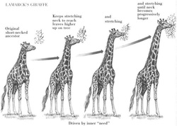 animal evolution examples